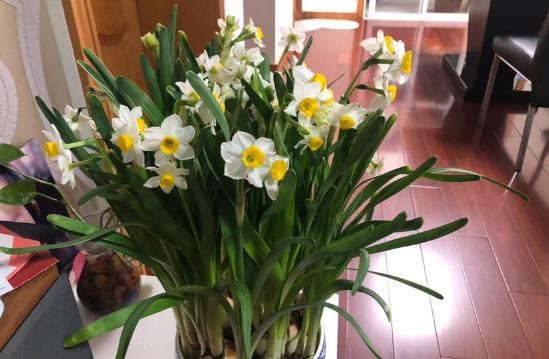  『用温水浇花』温水也可以浇花？浇完就疯长，比施肥还有用！