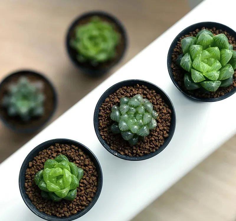 「喜欢疏松肥沃」八种不爱晒太阳的花,一晒就发蔫!