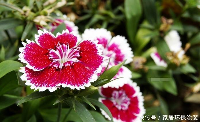 『爆成』4月就养这5款花卉,花大色艳,开花爆成花海,美观大气惹人爱