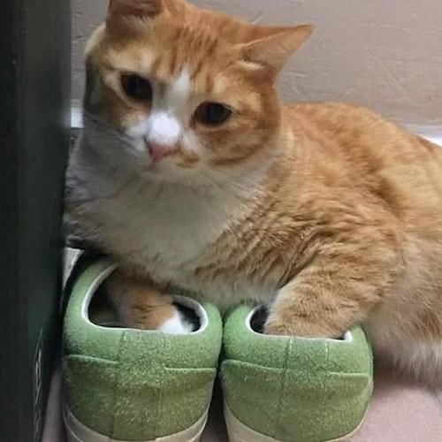  【橘猫】铲屎官买了双新球鞋，刚想穿出门，橘猫却把头塞进了鞋子里