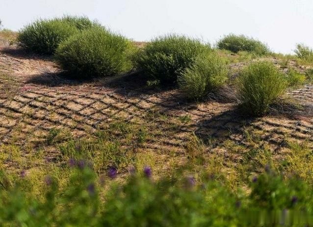  「典范」毛乌素，第一个沙漠治理的成功典范，你知道在哪吗