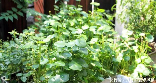 铜钱草:这3种花天天浇水也淹不死,新手养上3周就长满一盆了!