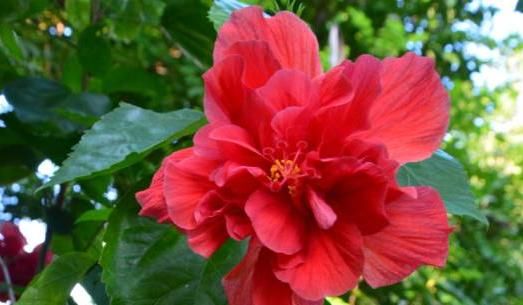  『停歇』“3种花”养家里，天天开花不停歇，成团成簇开满盆，好养又好看
