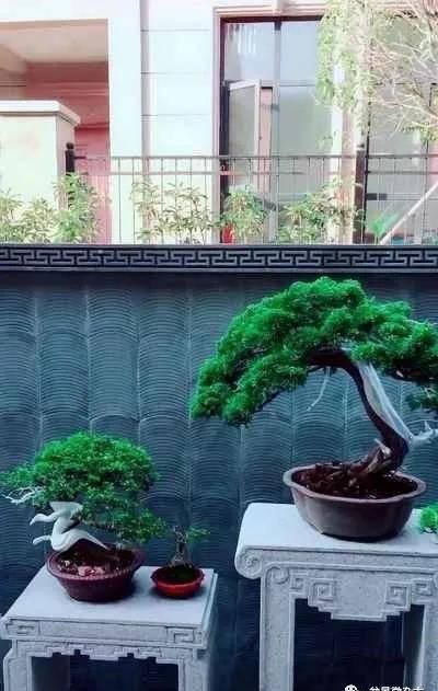 『观赏价值』满满的一庭院盆栽,盆盆全是精典,称得上有钱人标准配置