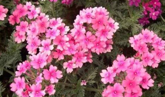  「便宜」不会养花？就养这5款“便宜花”，一养就爆盆，花朵美艳惹人爱