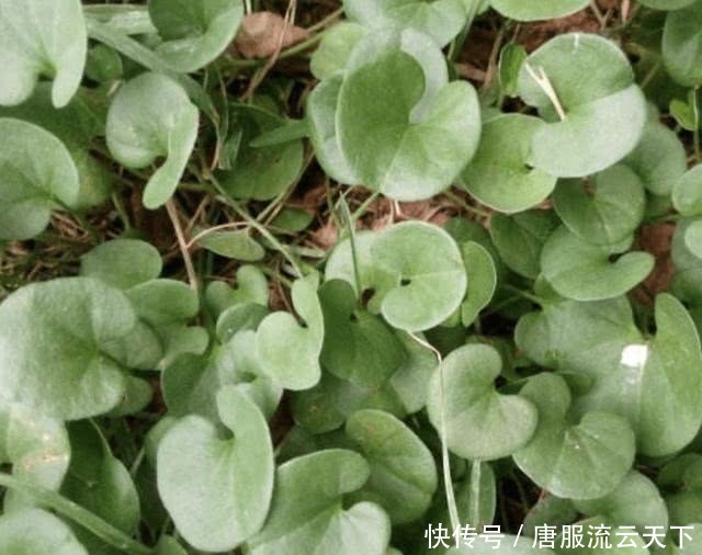 「记得」河岸上,若是遇见1种“杂草”,记得保护,人称“马蹄金”,珍贵