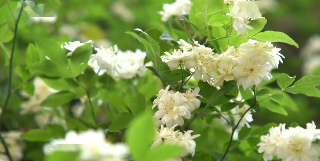 「木香花」老门东,花都开好了!