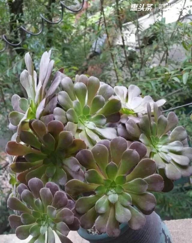 『白菜』多肉断水12天,绿白菜秒变红舞娘,想要上色就得...