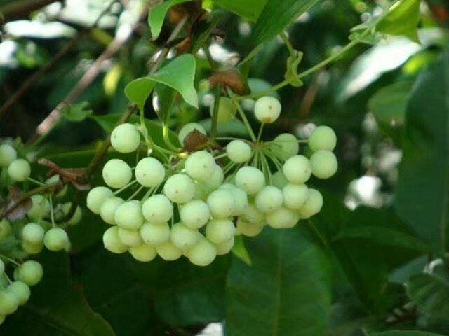 农村娃吃到吐的一种野果,没想到是风湿骨痛的克星!