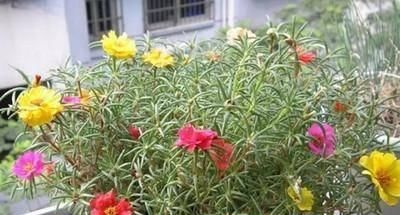  气不打■朋友来我家玩，一进阳台，就气不打一处来，“太阳花”养成这样？