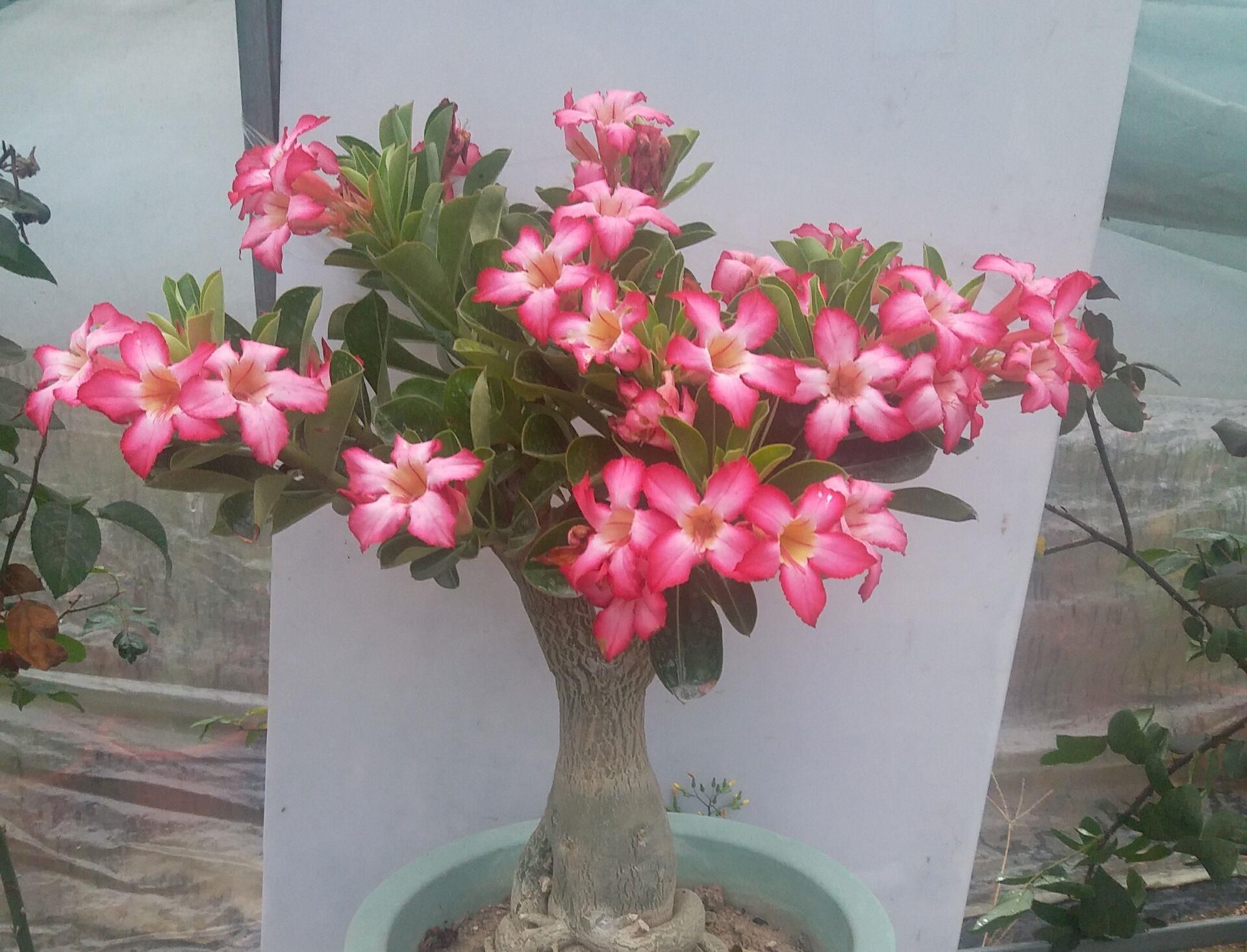  『适合』此盆栽植物超耐热，适合夏天栽培，花色美丽，花期长，还可做盆景