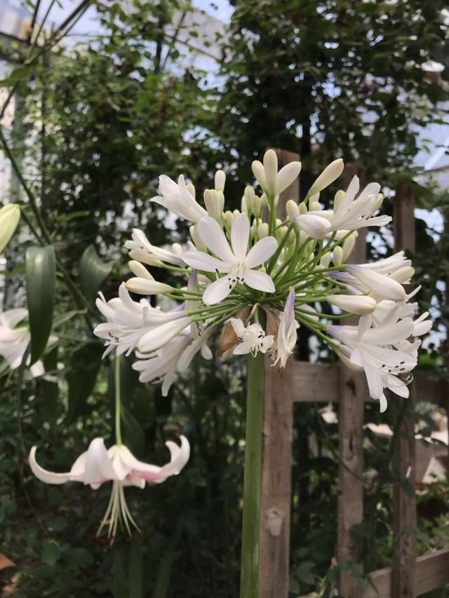  『家里』怪不得名叫百子莲，开花宛如蓝色烟花，几十朵同绽放超美！