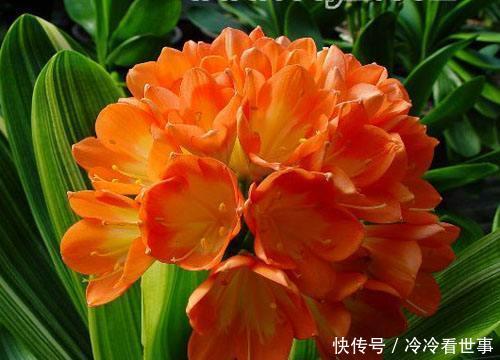 #叶绿花#大爷养君子兰,一罐罐的啤酒浇下去,10天后,叶绿花大,好漂亮