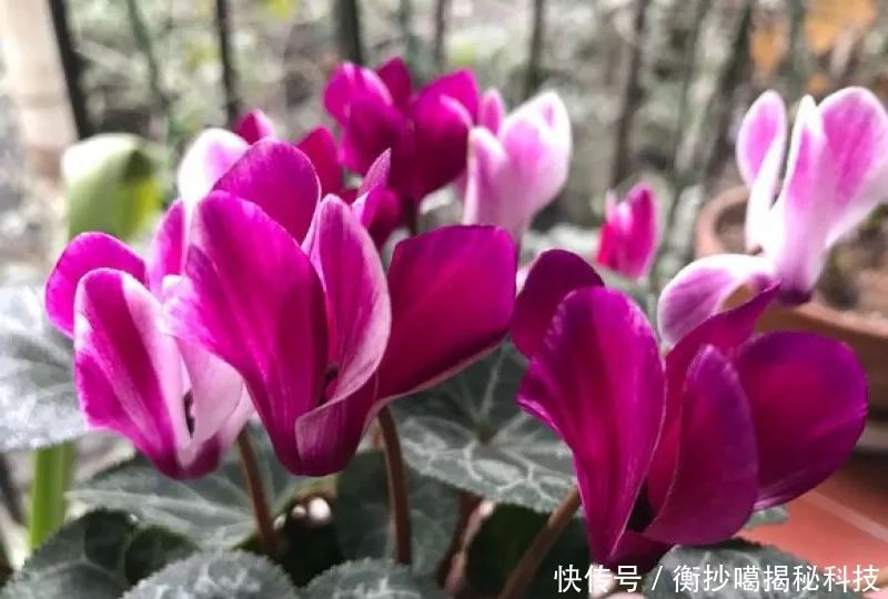  小妙■养花小妙招，花开爆满盆