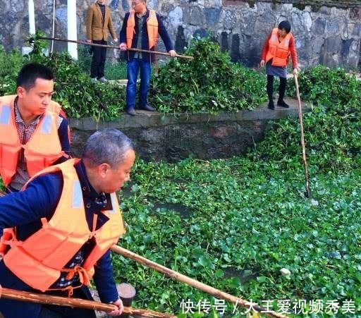  #入侵#入侵中国的水葫芦，现在都消失去哪了老外感叹中国人太聪