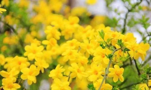  迎春花：?新手养花，不如养盆花中精品“迎春花”花开资貌绝伦，幽香美丽