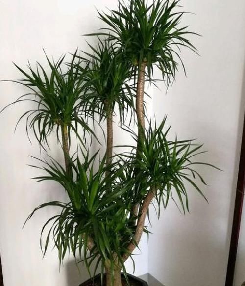 【扦插】养龙血树，学会“1招”，一盆变两盆，呼呼冒侧芽！