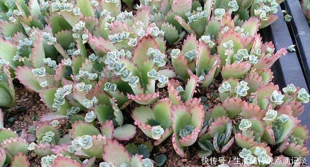 『随便』家里2种花,不要随便养,都是“入侵草”,一旦落地,没地方插脚
