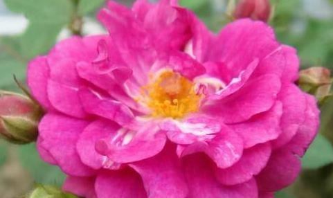「春天」春天家里养这些花,花量大花期长,一盆开花四季,花朵美艳迷人