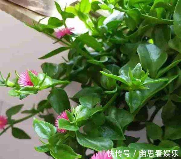 『剪剪』这花真好养,掐掐、剪剪就“爆盆”,叶子还能当菜吃!
