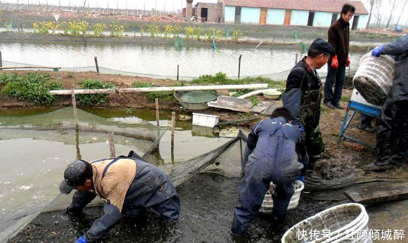 一亩3千斤, 一斤20元, 农民投资60万元, 结果滞销无人理