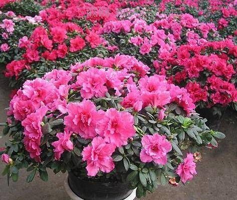  【植物】三分靠养护，七分靠浇水，学会这些植物浇水小技巧，长得粗又壮