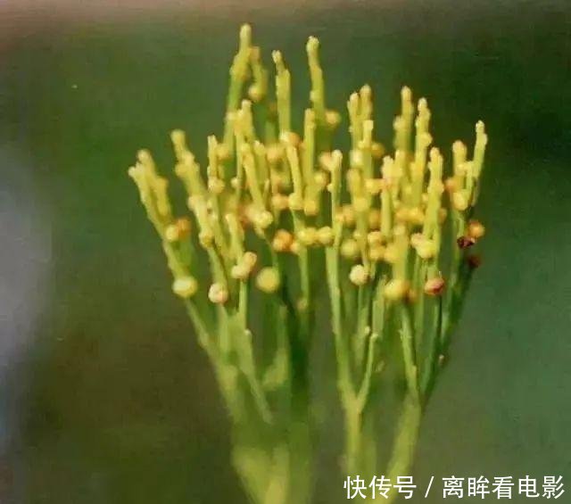 【蕨类植物】蕨类植物|松叶蕨是不是濒危物种如何栽培养护