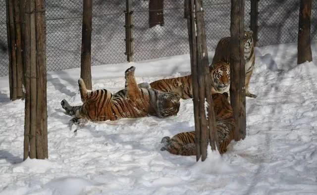 请您务必要尊重这场大雪！