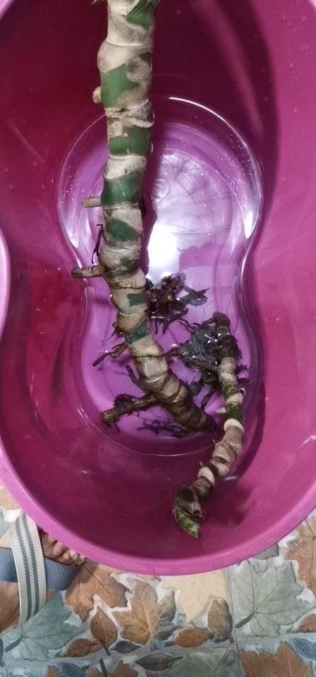  「情况」茎秆上面长胡须，到底剪不剪？分情况处理最好