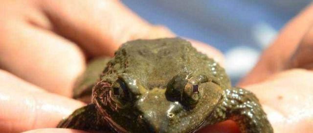  蛙类|石蛙100元一斤，但农民们不太敢养，因为耗费太多