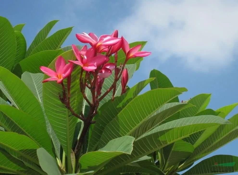 绿色:每日植物|鸡蛋花
