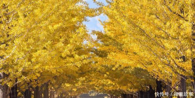  #镇宅#农村四大镇宅之树是什么？种在哪个位置可以旺宅？