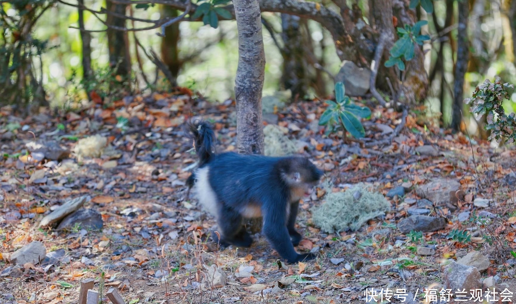 常人唯一能观赏到滇金丝猴的地方,拥有世界上最大规模的滇金丝猴