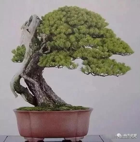  园地■学习园地 盆景的舍利制作