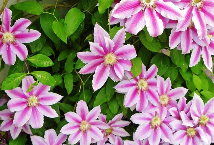 『爬墙』“4种爬墙花”,花开太漂亮,每一种都是养护必选!