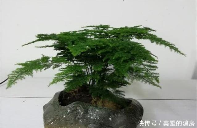  『拥有』这种“杀菌花”，家里摆一盆，养眼还养人，家人身体好，值得拥有