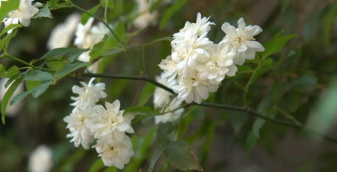 「木香花」老门东,花都开好了!