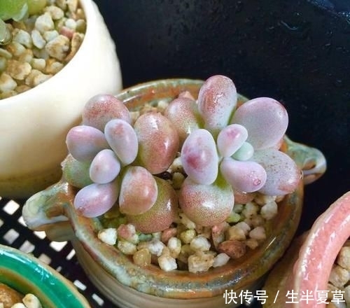  养护：人见人爱的桃之卵，如何养护呢？喜欢桃蛋的赶紧收藏！