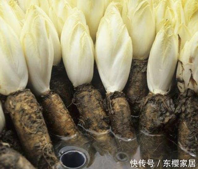 漂亮|夏天,在家种植1种“废根”,20天后变成“黄金菜”,比月季漂亮