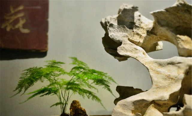  『袖珍椰子』适合新手在家养的“5种花卉”，青苔一铺就是“美盆景”，漂亮