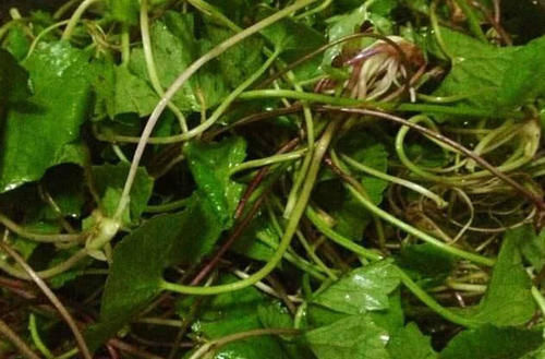 农村田边一种草，人称“美容草”，以前农民当杂草，今是美味野菜