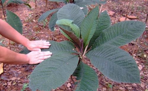  #植物#山里一植物，叶片常被摘去遮风雨，殊不知60一斤，人称“走马胎”