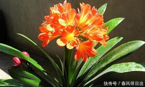  『开爆』君子兰养得好不好，看叶子就行了，油光瓦亮、花开爆盆就是好兰