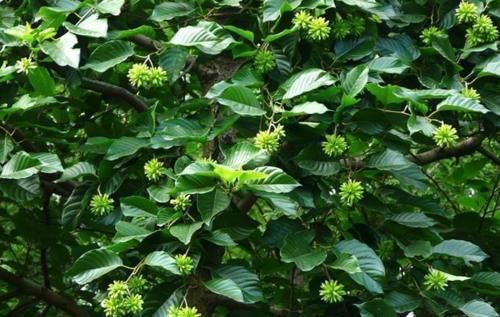  「喜树」长在山里的重点保护植物，当年被农民砍当柴烧，现在价