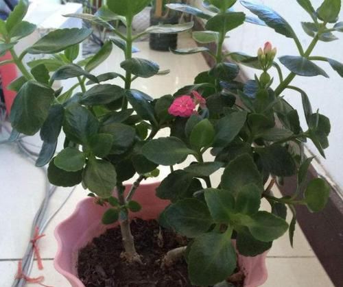 『凋零』凋零之后的长寿花,修剪和养护做得好,来年花苞一茬接一茬