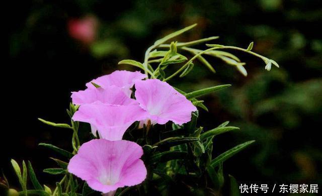 『适合』3种花很奇特,倒吊着生长更漂亮,素雅多变味道香,适合新手养护