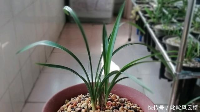  「黄叶」新手养兰花，黄叶又烂根，那是没看这5点！