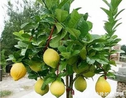 无花果:还在阳台种绿植现在流行养此些水果盆栽,好看又好吃