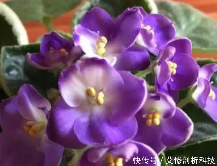  「种花」“5种花”一养就爆盆，沾土就活，浇水就疯长，人见人爱！