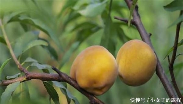 安陆世外桃源采摘园一日游怎么玩?安陆世外桃源采摘园一日游攻略